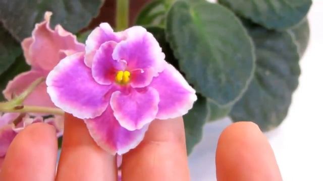 Температура и цветение фиалок. Как влияет температура на яркость окраски. Юлия Датта