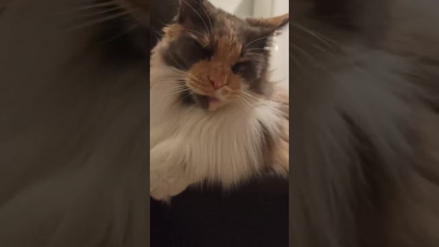 Утомленная ....не солнцем...переела девка! смотреть онлайн