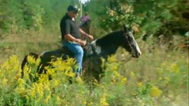 Rambo Loosha ANYONE CAN RIDE Smooth Gaited Trail Horse NO Music смотреть онлайн