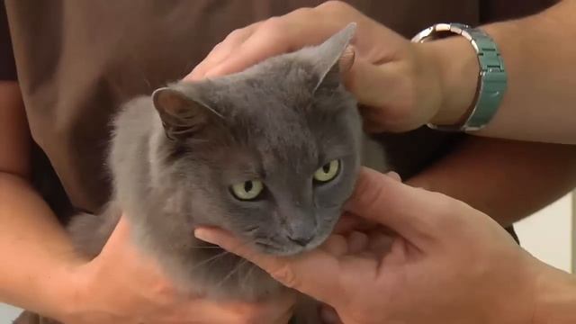 How To Give Your Cat A Pill - VetVid Cat Care Vido смотреть онлайн