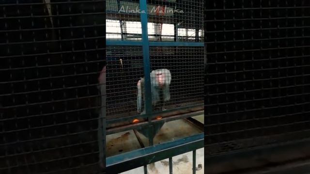 Самый красивый бабуин #животные смотреть онлайн