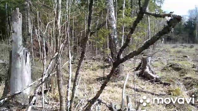 Поход за строчками. Строчки терияки. #строчки #ОсманДелибаш