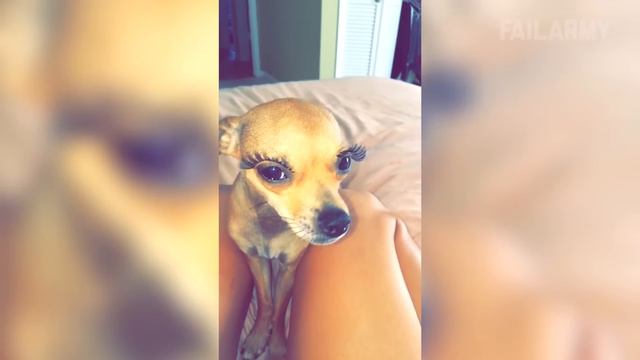 Funny Pet Fails： Funniest Pet Video Compilation