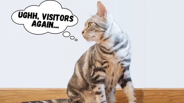 American Shorthair 101 - This Is What You Need To Know! смотреть онлайн