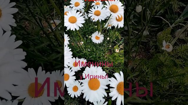 1 Октября.С Днём Ангела всех Иришек!❤️💃🌹🌹🌹 смотреть онлайн