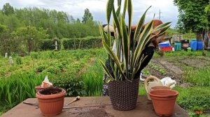 Пересадка Сансевиерии. Щучий хвост.