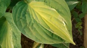 STRIPTEASE хоста.