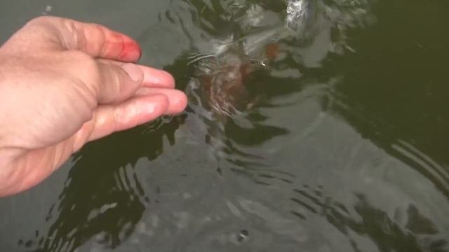 Рыбалка на Хопре 2020 | ОДИН НА РЕКЕ смотреть онлайн