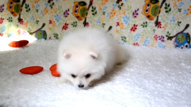 Белый померанский шпиц мини девочка elitedoggy.com смотреть онлайн