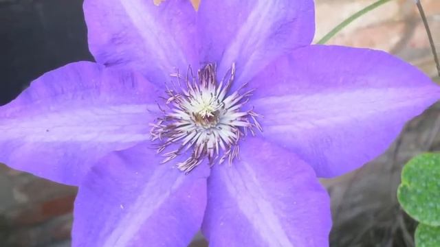 Clematis.wmv смотреть онлайн