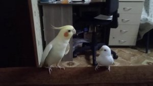 "Приключения Шурика" поет корелла.