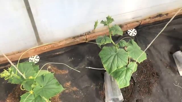 Огурцы завалят плодами! Рассказываю что сделала, чем кормила, как сажала, . смотреть онлайн