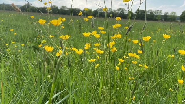 Стих: чуткость смотреть онлайн