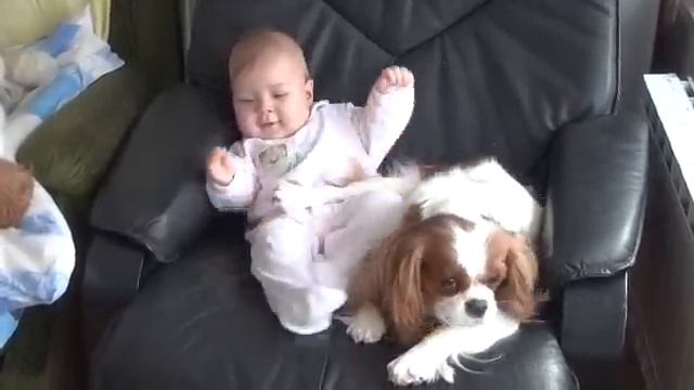 Cavalier King Charles Spaniel & Baby