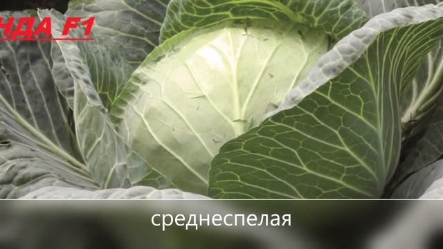 Капуста белокочанная из Голландии и Швейцарии смотреть онлайн