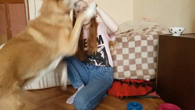 Как научить собаку команде "Дай лапу" смотреть онлайн