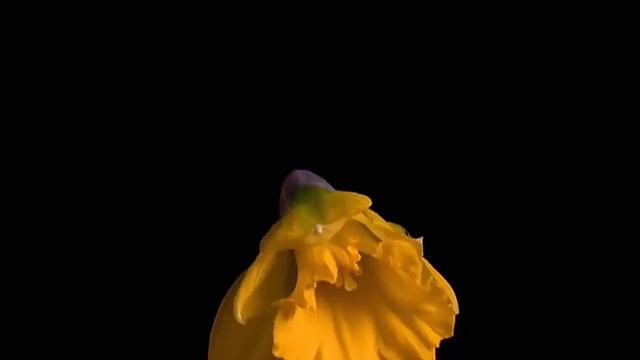 Как распускаются цветы Шедевр от Бориса. смотреть онлайн