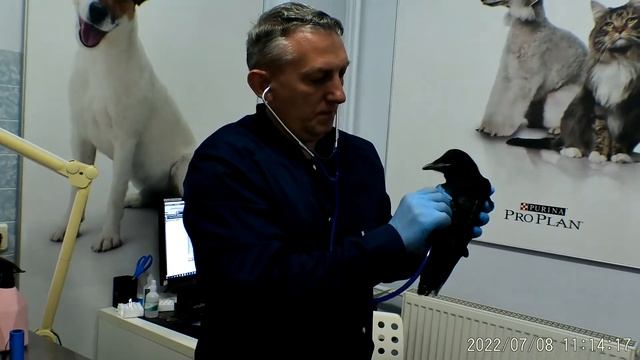 На приёме у ветврача орнитолога Чугуевского птенец грача. смотреть онлайн