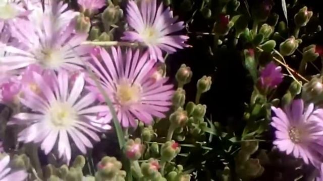 planta de lampranthus en flor смотреть онлайн