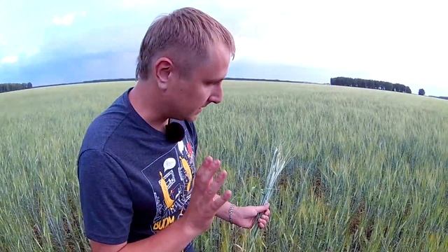 Яровой двурядный ячмень сорт Одесский 22. Ошибки при выращивании ячменя.