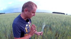 Яровой двурядный ячмень сорт Одесский 22. Ошибки при выращивании ячменя.