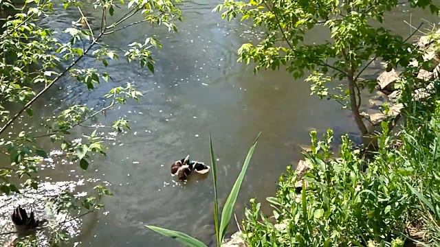 О судоходности реки Кальмиус ;) смотреть онлайн