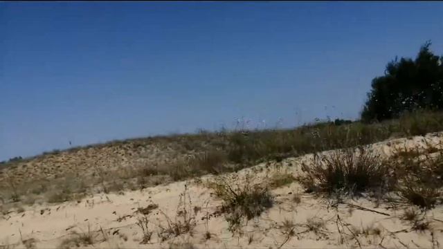 Арчединские пески. Летние подосиновики! На ниве первый раз в песках))) смотреть онлайн