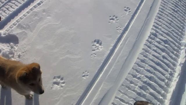 След росомахи смотреть онлайн