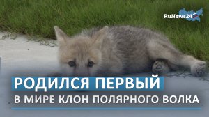 Родился первый в мире клон полярного волка