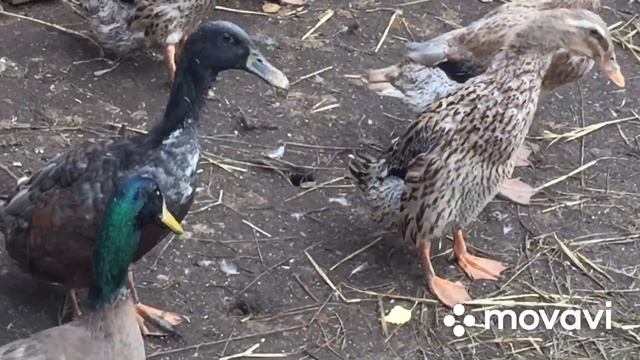 Они оказались ещё и драчунами/Утки Индийский Бегунок смотреть онлайн