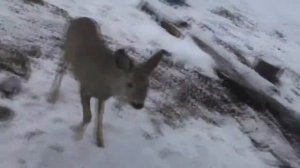 Домашняя косуля