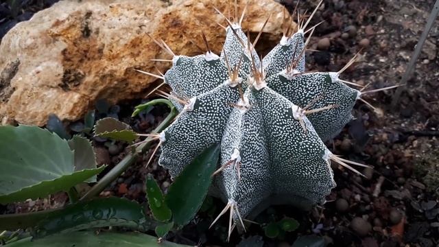 Astrophytum ornatum - grow & care (Bishop’s Cap Cactus) смотреть онлайн