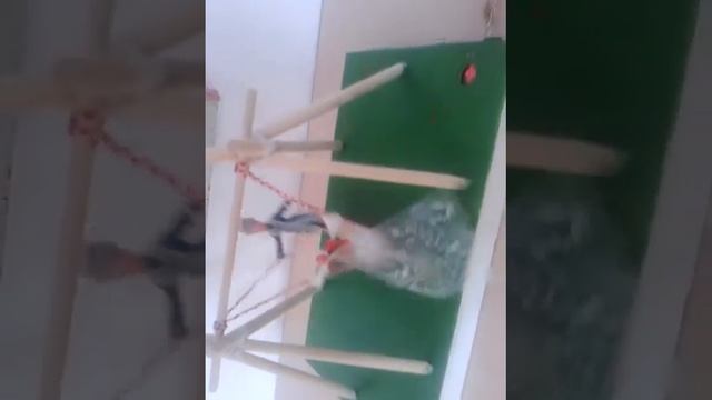 Супер электронная игрушка 《Качеля》《Алтыбакан》 смотреть онлайн