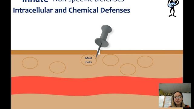 Immune System - 1st & 2nd Lines of Defense смотреть онлайн