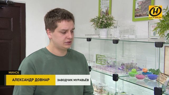 Как разводить муравьёв? Муравьиная ферма. Почему это полезно? смотреть онлайн