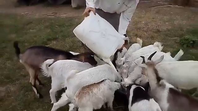 Козлята в Гуте пьют сыворотку