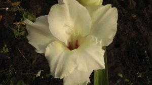 2018 гладиолус детки