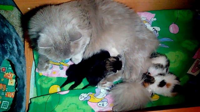 Котята дерутся за титю))) смотреть онлайн