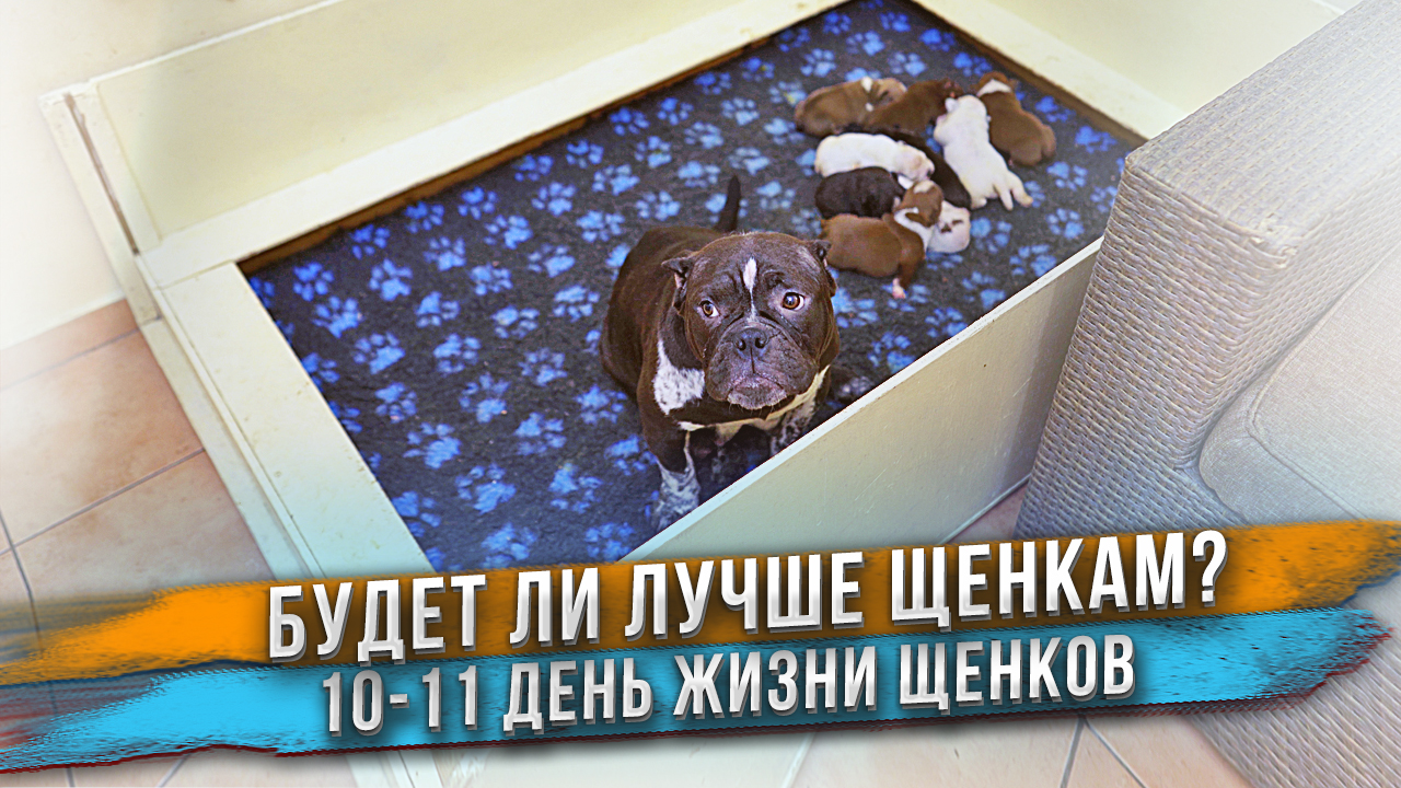 Стало ли лучше щенкам? смотреть онлайн