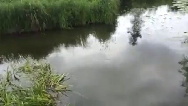 Сточные воды. Птицефабрика Ударник. Поселение Победа. Река Великая. смотреть онлайн