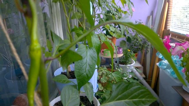 ОГОРОД НА БАЛКОНЕ СВОИМИ РУКАМИ  МАЙ 2016.