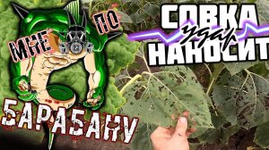 СОВКА атакует подсолнечник 2021.