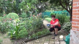 Ромашка садовая отцветает Как ухаживаю после цветения