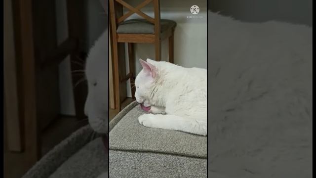После суеты вечером на террасе -ужин и работа на диване, и лежанке смотреть онлайн