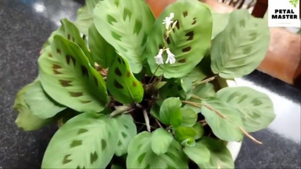 maranta leuconeura/prayer plant care and propagation. (best indoor plant )@PETAL MASTER#malayalam