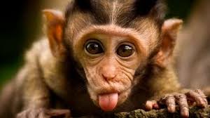 Прикольная обезьянка. смотреть онлайн
