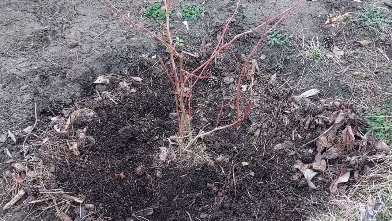 Уход за голубикой весной для богатого урожая. Добавка для голубики - коллоидная сера. смотреть онлайн