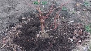 Уход за голубикой весной для богатого урожая. Добавка для голубики - коллоидная сера.