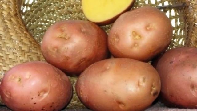 Беллароза Картофель Характеристика Отзывы Фото смотреть онлайн