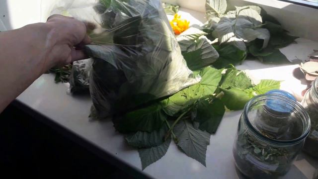 Наши чаи из трав // Заготовка зелени на зиму смотреть онлайн